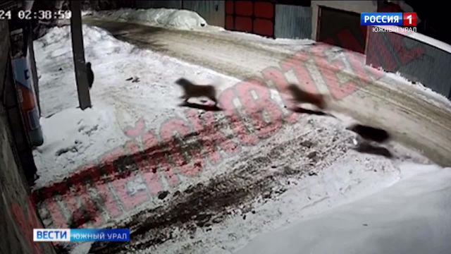 Агрессивные собаки нападают на котов в Челябинской области
