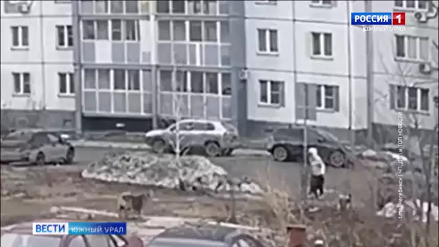 Стая собак напала на женщину в Ленинском районе Челябинска