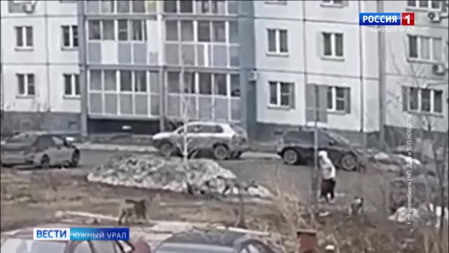 Стая собак напала на женщину в Ленинском районе Челябинска