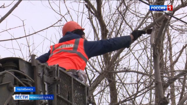 Обрезкой деревьев в Челябинске занялась новая организация
