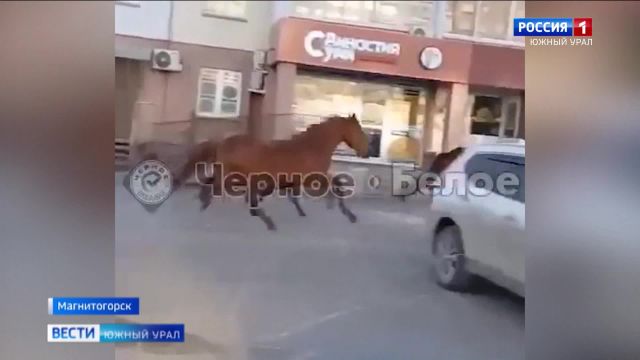 Табун лошадей промчался по центру Магнитогорска