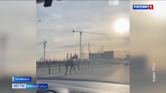 Автомобиль сбил лошадь на оживленном перекрестке в Челябинске