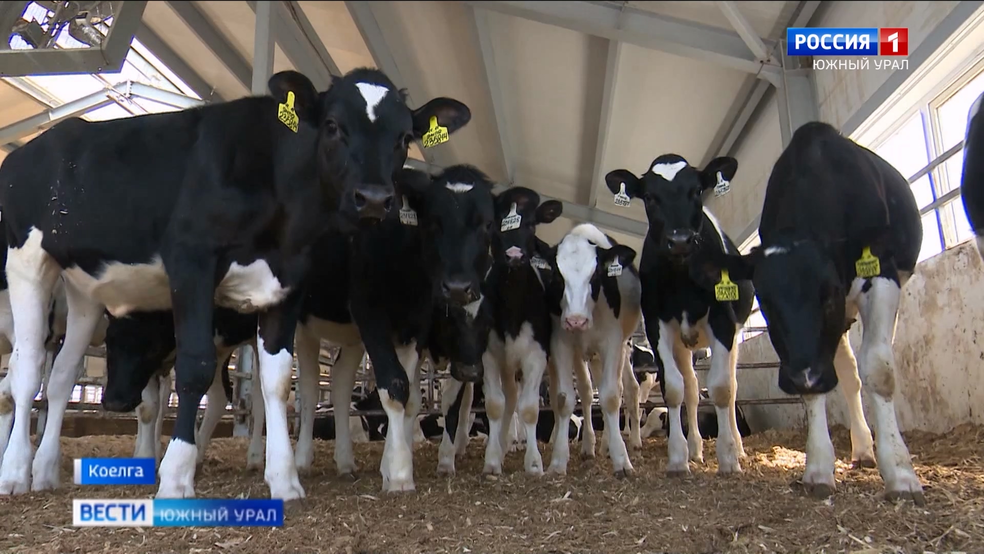 Для доения коров используют фермеры в Челябинской области