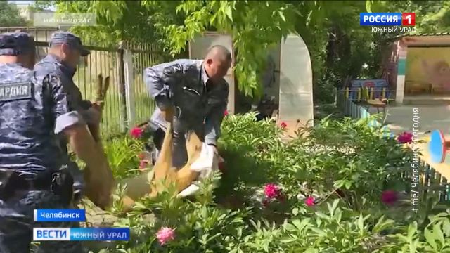 В Челябинске собаки загрызли забежавшую в город косулю