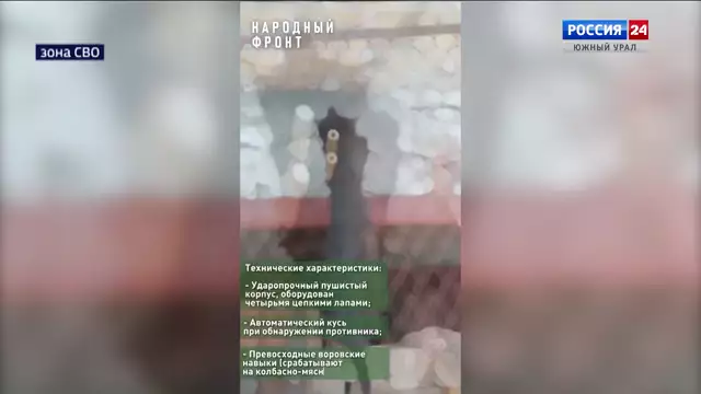 Боевой кот Дизель появился у челябинских зенитчиков в зоне СВО