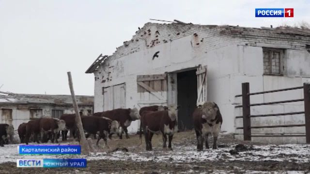 Как в Челябинской области разводят элитных безрогих коров