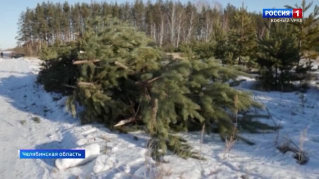 В Челябинской области усилили контроль за вырубкой деревьев