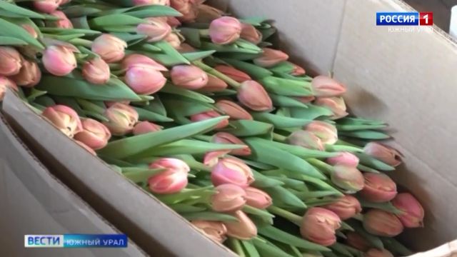 Из Челябинска пытались незаконно вывезти 10 тысяч тюльпанов