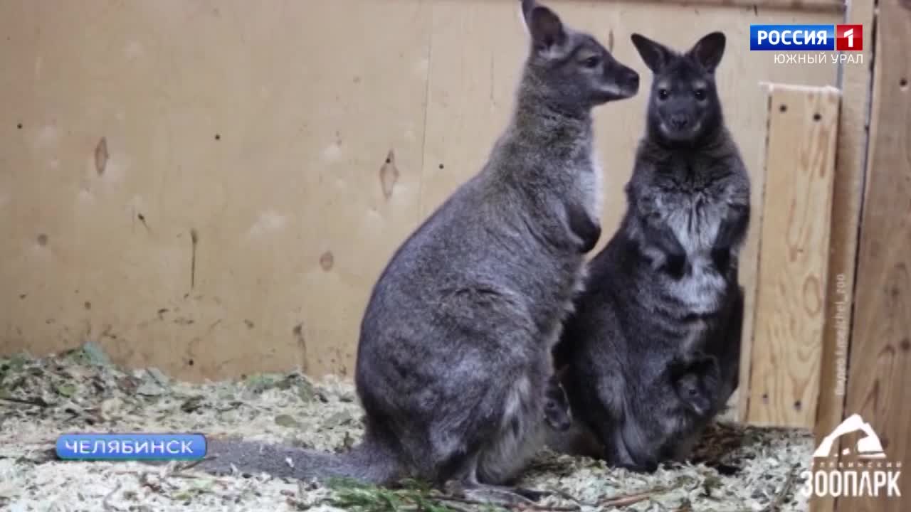 Вышли из сумок: зоопарк Челябинска показал детенышей кенгуру