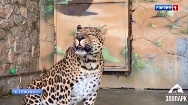 Вольеры для леопардов и львов открыли в зоопарке Челябинске