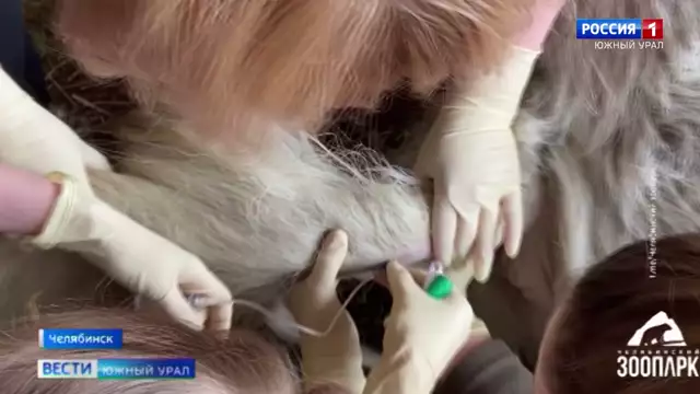 челябинском зоопарке показали, как и кто следит за здоровьем питомцев