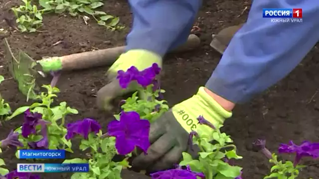 Шестьсот тысяч цветов высадили в скверах и парках Магнитогорска