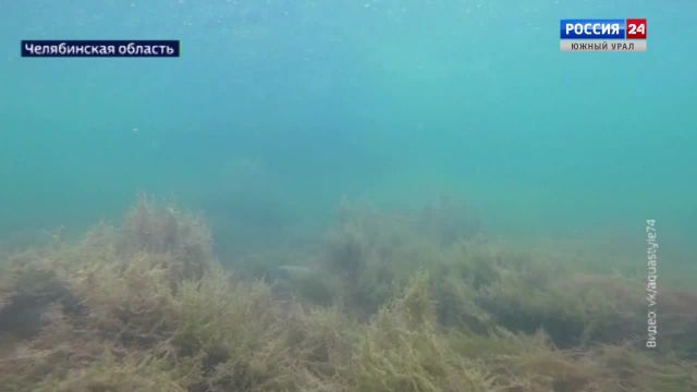 Чарующий подводный лес показали дайверы в Челябинской области