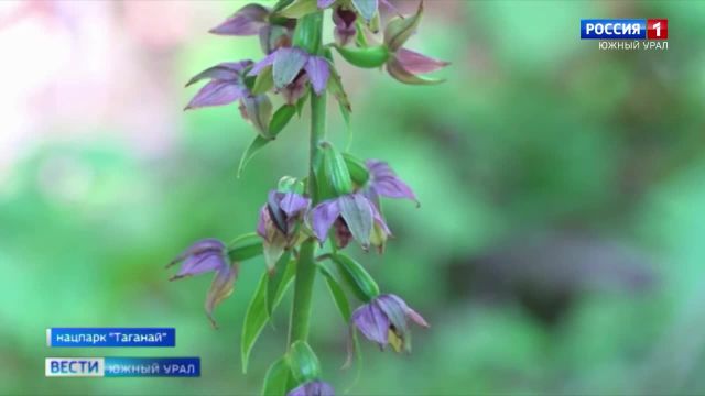 На Южном Урале зацвели редкие краснокнижные орхидеи
