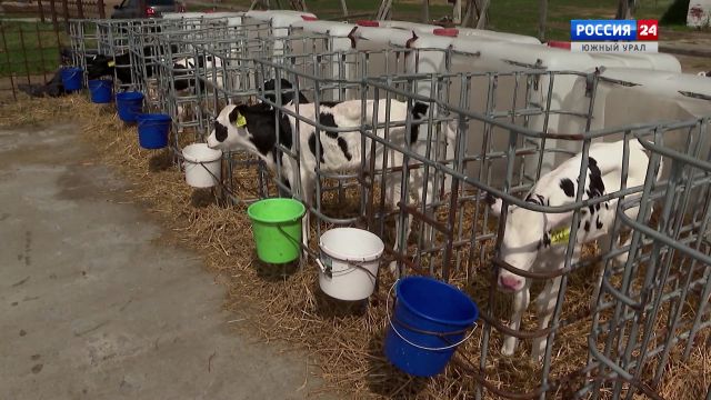 Как в Челябинской области выращивают коров-рекордсменов
