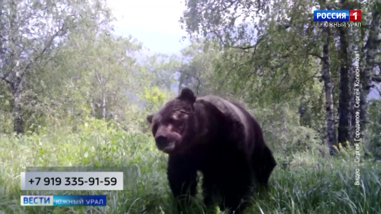 Расстрел медведя в Челябинской области попал на видео