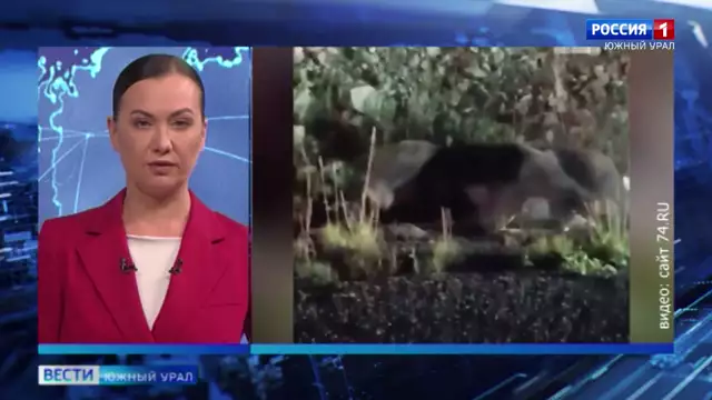 Расстрел медведя в Челябинской области попал на видео