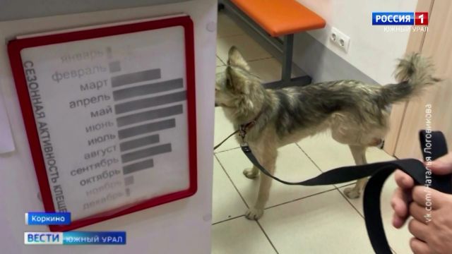В Челябинской области собаке отрубили лапу и оставили умирать