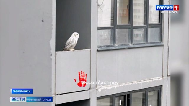 Белую сову заметили жители в центре Челябинска