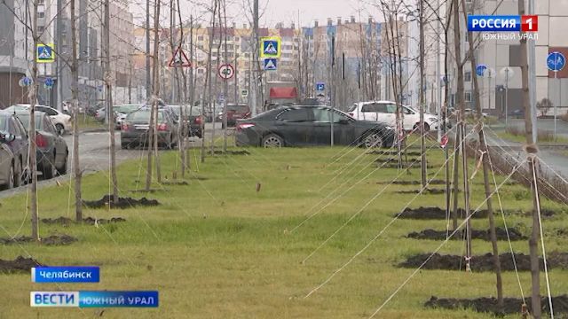 Зеленый Челябинск: сколько деревьев высадили в городе за сезон
