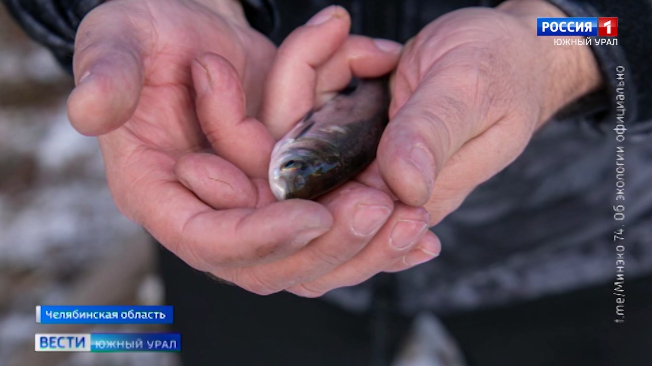 В озера и водохранилища Челябинской области выпустили 600 тыс рыб