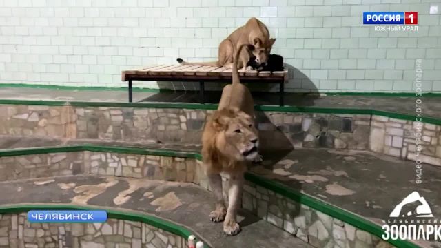 Львы в зоопарке Челябинска выяснили, кто в семье главный