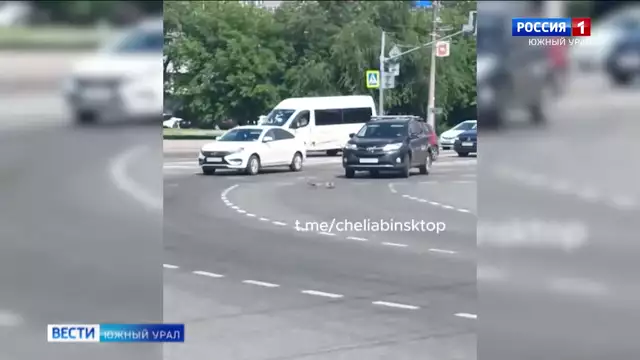 Мама-утка повела утят через восьмиполосную дорогу в Челябинске