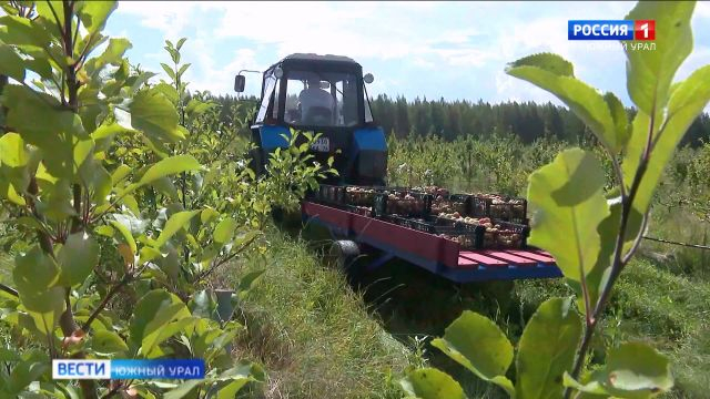 Урожай ягод и яблок увеличился на 200 тонн на предприятии в Челябинской области