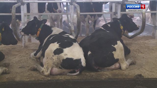 Карусели для коров: как работает современное молочное хозяйство в Челябинской области